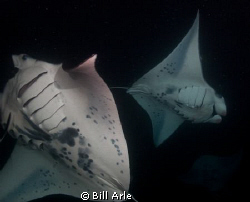 Night manta dive off Kona.  Big Island, Hawaii. by Bill Arle 